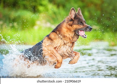 6,746 German shepherd in water Images, Stock Photos & Vectors ...