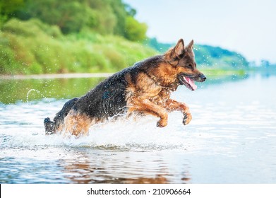 German Shepherd Dog Jumping In Water 