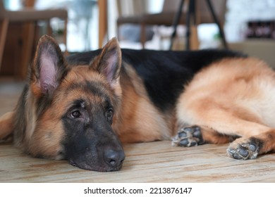 German Shepherd Dog Laying Down And Look Away