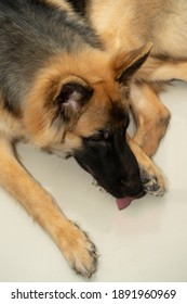 German Shepherd Dog Lick Floor