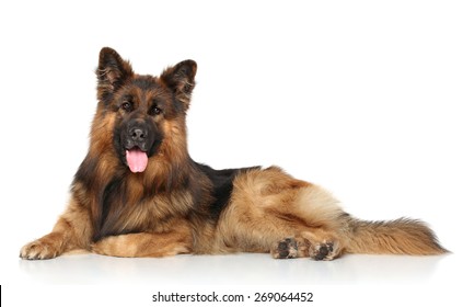 German Shepherd Lying Down Images Stock Photos Vectors Shutterstock