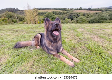 German Shepherd Dog Lying Down On The Grass Looking Up Above The Camera