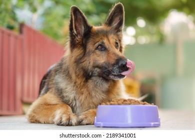 German Shepherd dog lying next to a bowl with kibble dog food, looking to the right, tongue is hanging. Close up, copy space. - Shutterstock ID 2189341001