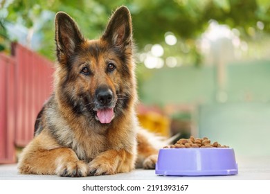 Perro pastor alemán tendido al lado de un tazón con comida de perro kibble, mirando la cámara. Cerrar, copiar espacio.