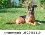 German shepherd dog lying on green grass