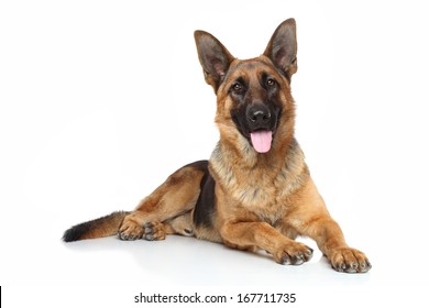 German shepherd dog lying on white background