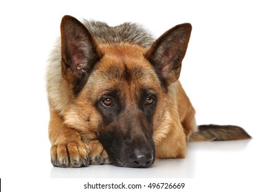 German Shepherd Dog Lying On White Background