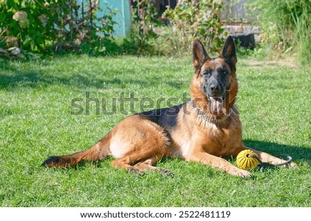 German shepherd dog lying on green grass