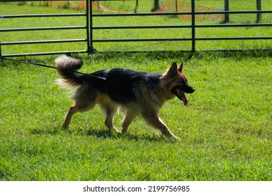 German Shepherd dog on a long leash walking in a grassy field surrounded by a fence. - Powered by Shutterstock