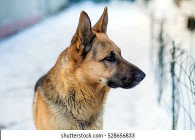 German Shepherd Dog On Snow In Winter Day