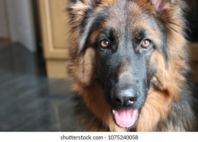 German Shepherd Dog Panting