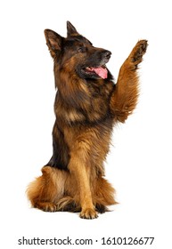 German Shepherd Dog With Its Paw Up Isolated On White Background