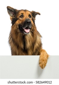 German Shepherd dog peeking from behind a banner