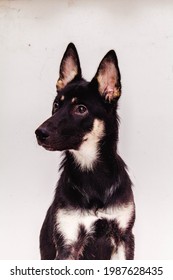 
German Shepherd Dog Photo Shoot