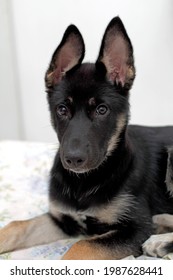 
German Shepherd Dog Photo Shoot