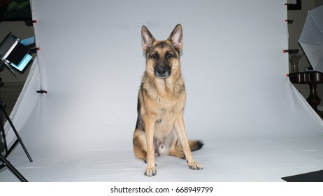 German Shepherd Dog Photo Shoot