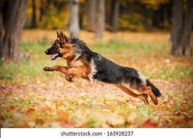 German Shepherd Dog Playing In Autumn