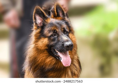 German shepherd dog playing in the gage