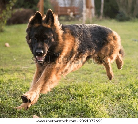 German shepherd dog playing in nature. Happy german shepherd running and jumping