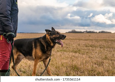 German shepherd dog playing outdoors. Cute adorable dog. Nature background.