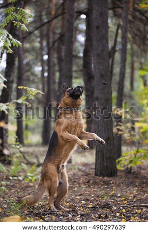 Similar – Foto Bild blonder Labrador mit Frau auf einer Lichtung