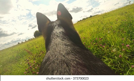 German Shepherd Dog Playing And Running. Point Of View.