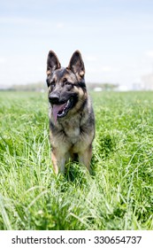 German Shepherd Dog Playing In Tall Grass