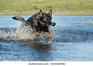 German Shepherd Dog Playing In Water