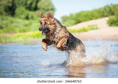 German shepherd dog playing in water with a lot of splash
