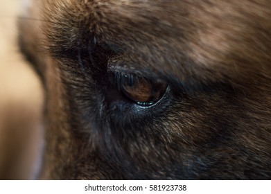 German Shepherd dog portrait detail, eye