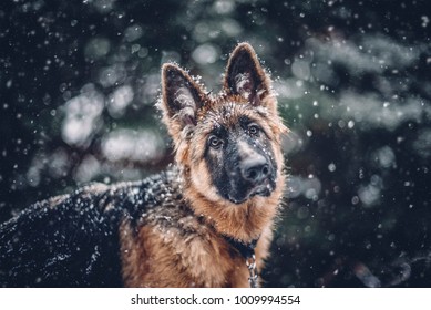 German Shepherd Dog Poses In The Snow.