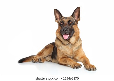 German Shepherd dog posing on a white background