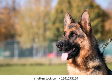 German Shepherd Dog  Posing Outside. Show Dog In Autumn.