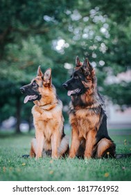 German Shepherd Dog Posing Outside. Happy And Healthy Dogs Together. Two Dogs Outside.