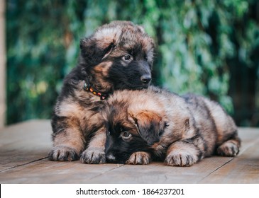 German Shepherd Dog Posing Outside. Happy And Healthy Dogs	