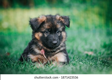 German Shepherd Dog Posing Outside. Happy And Healthy Dogs	