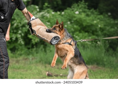 German shepherd dog protection. German Shepherd attacking dog handler during aggression training - Powered by Shutterstock