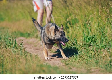 the German Shepherd dog pulls the leash and breaks - Powered by Shutterstock