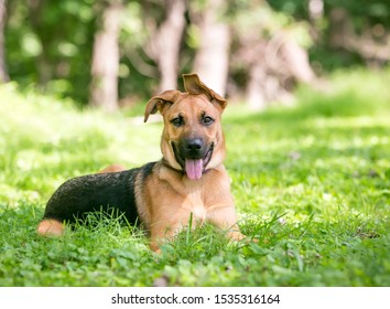 A German Shepherd Dog Puppy With Floppy Ears Lying In The Grass