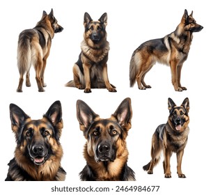 German Shepherd dog puppy, many angles and view portrait side back head shot isolated on white background cutout