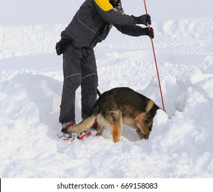 German Shepherd Dog Rescue Dog On Snow.