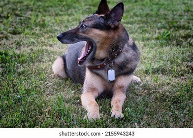 A German Shepherd dog is resting after a walk on the grass in summer
