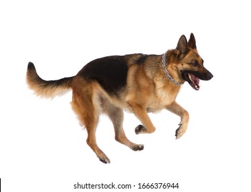 German Shepherd Dog Run Jump  Isolated On White