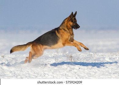 German Shepherd Dog Run In Snow