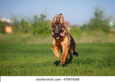 German Shepherd Dog Running