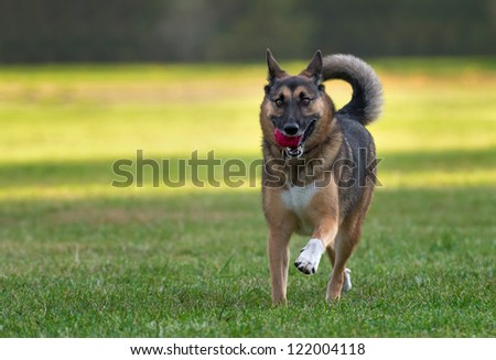 Similar – Image, Stock Photo crossbreed dog Animal