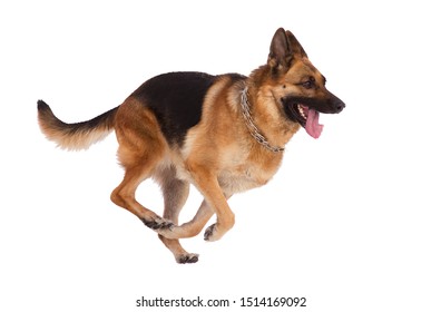 German Shepherd Dog Running, Isolated On White Background