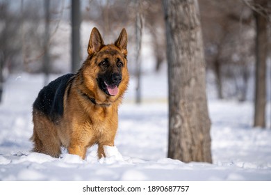 ジャーマン シェパード ドッグ の画像 写真素材 ベクター画像 Shutterstock