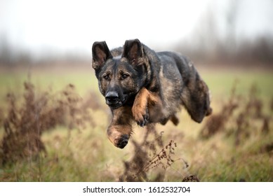 179 Dark Sable Dog Images, Stock Photos & Vectors 