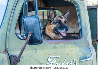 German Shepherd Dog Seen Inside A Vintage Truck Peering His Head Through Truck Window 